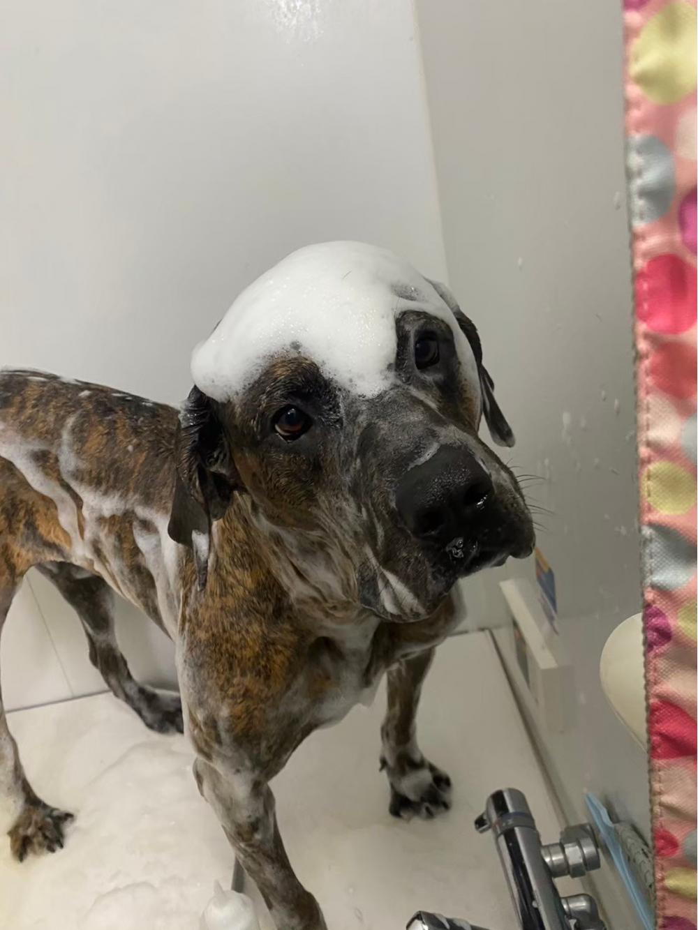 シャンプーをしている犬の写真