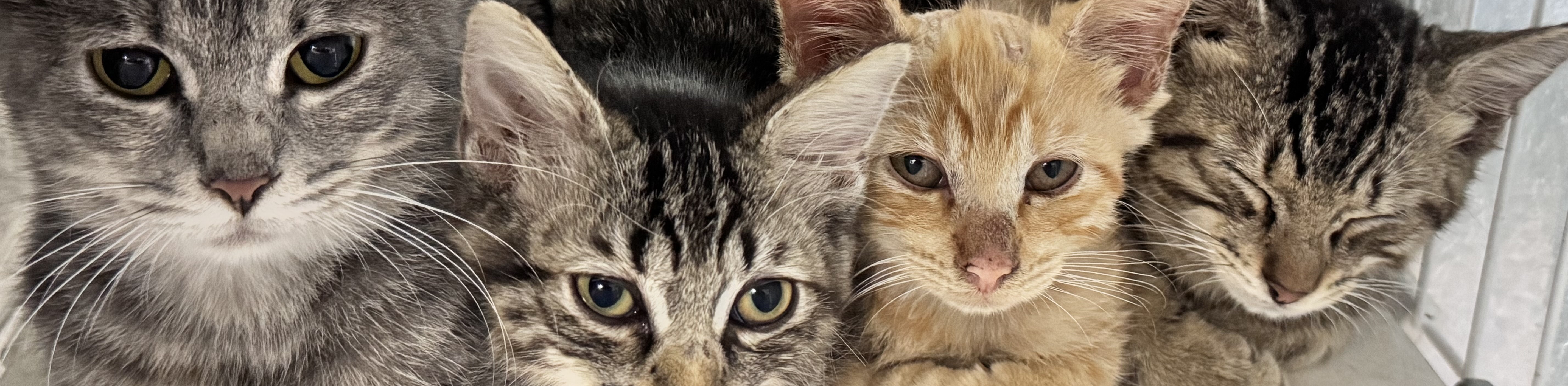 4匹の猫の写真
